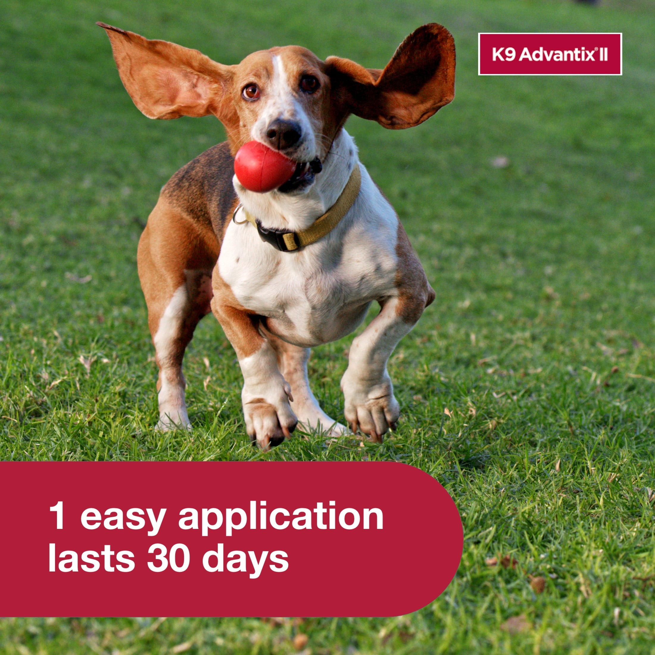 K9 Advantix II Monthly Flea & Tick Prevention for Small Dogs 4-10 lbs, 6-Monthly Treatment - Image 5