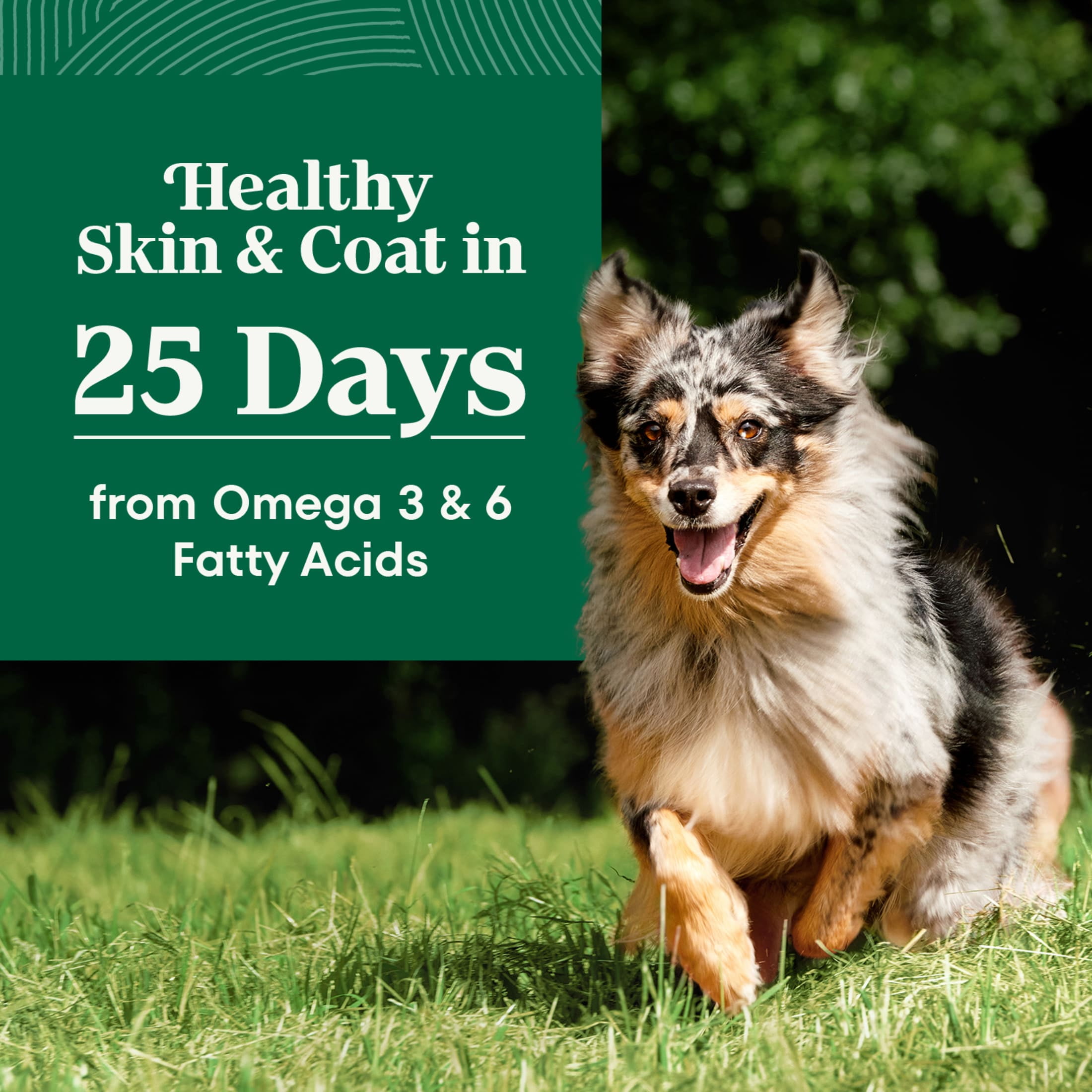 Nutro Natural Choice Adult Dry Dog Food, Beef and Brown Rice Recipe, 28 lbs - Image 5